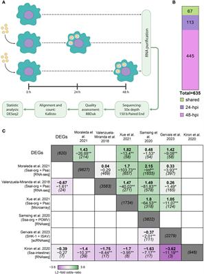 KLF17 is an important regulatory component of the transcriptomic response of Atlantic salmon macrophages to Piscirickettsia salmonis infection